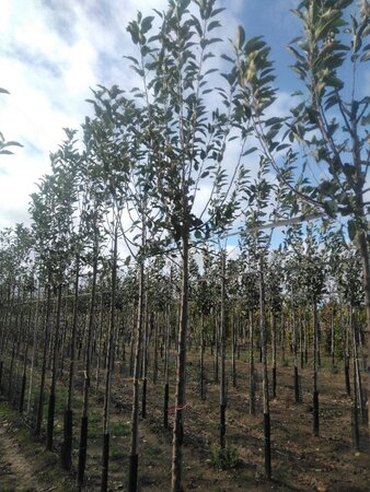 Malus d. 'Cox's Orange Pippin' 10-12 Hoogstam wortelgoed onder vered.