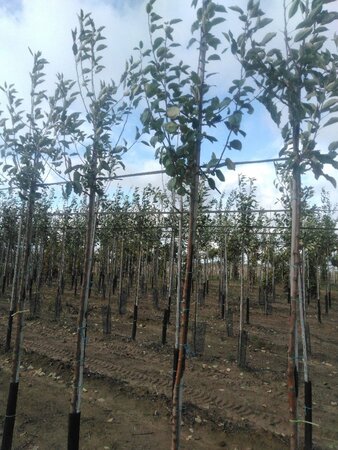 Malus d. 'Cox's Orange Pippin' 6-8 Hoogstam wortelgoed onder vered.