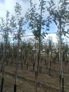 Malus d. 'Cox's Orange Pippin' 6-8 Hoogstam wortelgoed onder vered.