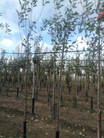 Malus d. 'Cox's Orange Pippin' 8-10 Hoogstam wortelgoed onder vered.