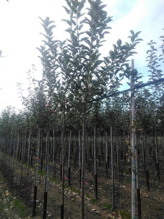 Malus d. 'Elstar' (Laat) 10-12 Hoogstam wortelgoed onder vered.