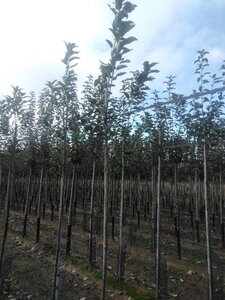 Malus d. 'Elstar' (Laat) 6-8 Hoogstam wortelgoed onder vered.