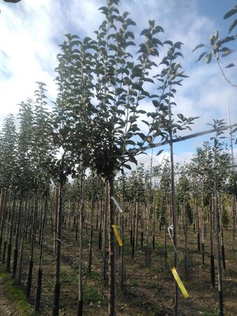 Malus d. 'Geheimrat Dr Oldenburg' 10-12 Hoogstam wortelgoed onder vered.