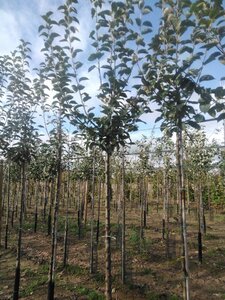 Malus d. 'Geheimrat Dr Oldenburg' 12-14 Hoogstam wortelgoed 2 X verplant onder vered.