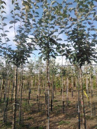 Malus d. 'Geheimrat Dr Oldenburg' 8-10 Hoogstam wortelgoed onder vered.