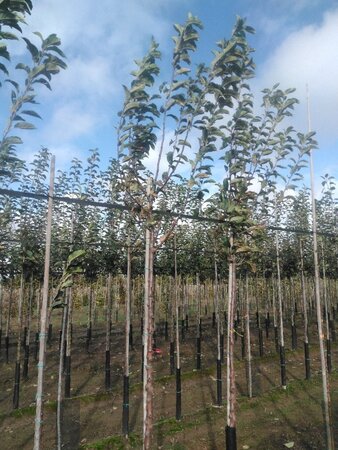 Malus d. 'Gloster' 10-12 Hoogstam wortelgoed onder vered.