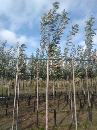 Malus d. 'Gloster' 6-8 Hoogstam wortelgoed onder vered.