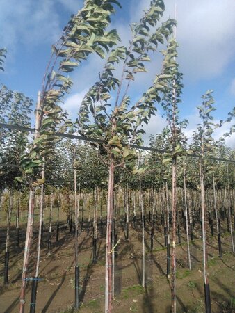 Malus d. 'Gloster' 8-10 Hoogstam wortelgoed onder vered.