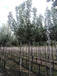 Malus d. Goldparmäne 10-12 Hoogstam wortelgoed onder vered.