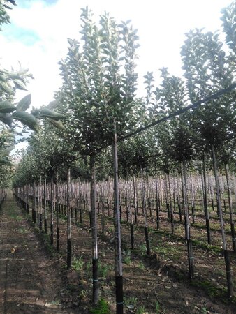 Malus d. Goldparmäne 12-14 Hoogstam wortelgoed 2 X verplant onder vered.