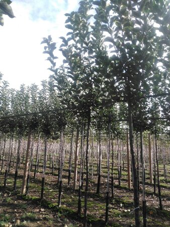 Malus d. Goldparmäne 8-10 Hoogstam wortelgoed onder vered.