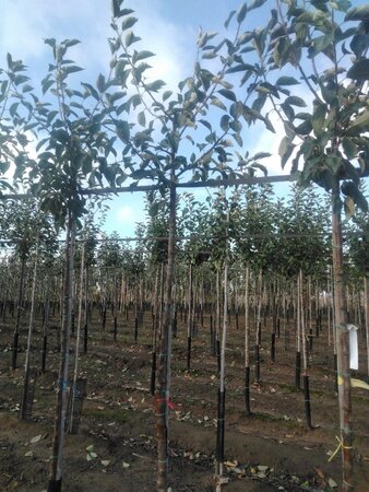 Malus d. 'Holstein' 10-12 Hoogstam wortelgoed onder vered.