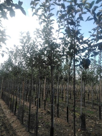 Malus d. 'Holstein' 12-14 Hoogstam wortelgoed 2 X verplant onder vered.