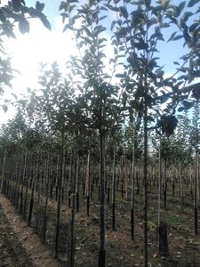 Malus d. 'Holstein' 12-14 Hoogstam wortelgoed 2 X verplant onder vered.