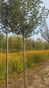 Malus d. 'Holstein' 16-18 Hoogstam draadkluit 3 X verplant