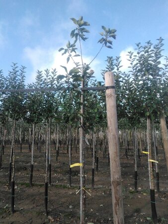Malus d. 'Holstein' 8-10 Hoogstam wortelgoed onder vered.