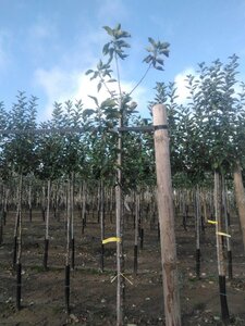 Malus d. 'Holstein' 8-10 Hoogstam wortelgoed onder vered.