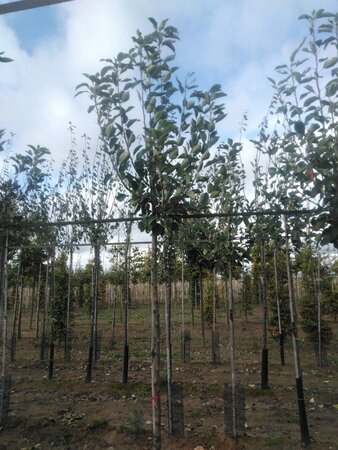 Malus d. 'James Grieve' 10-12 Hoogstam wortelgoed onder vered.