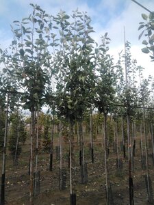 Malus d. 'James Grieve' 12-14 Hoogstam wortelgoed 2 X verplant onder vered.