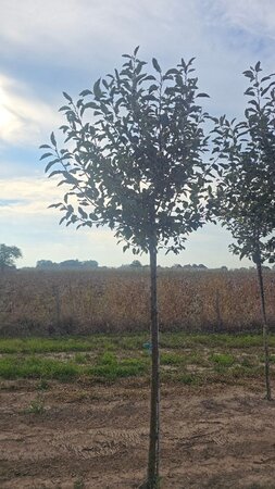 Malus d. 'James Grieve' 14-16 Hoogstam wortelgoed 3 X verplant boven vered.