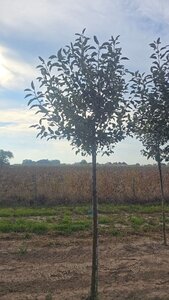 Malus d. 'James Grieve' 14-16 Hoogstam wortelgoed 3 X verplant boven vered.
