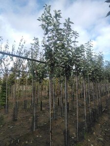 Malus d. 'James Grieve' 8-10 Hoogstam wortelgoed onder vered.