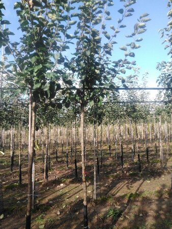 Malus d. 'Jacques Lebel' 10-12 Hoogstam wortelgoed onder vered.