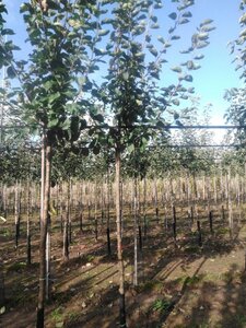 Malus d. 'Jacques Lebel' 10-12 Hoogstam wortelgoed onder vered.