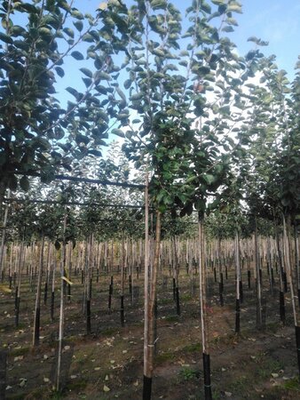 Malus d. 'Jacques Lebel' 12-14 Hoogstam wortelgoed 2 X verplant onder vered.