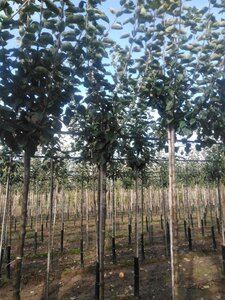 Malus d. 'Jacques Lebel' 8-10 Hoogstam wortelgoed onder vered.