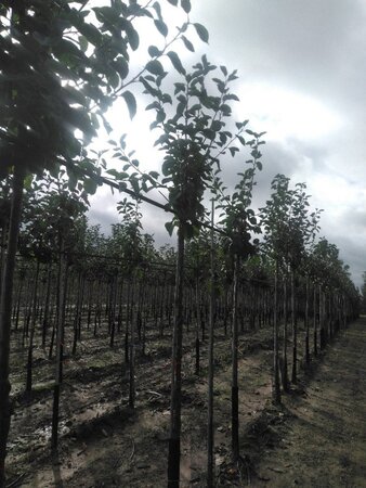 Malus d. 'Jonagold' (laat) 10-12 Hoogstam wortelgoed onder vered.