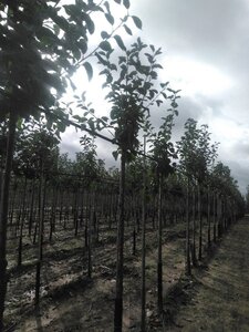 Malus d. 'Jonagold' (laat) 10-12 Hoogstam wortelgoed onder vered.