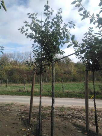 Malus d. 'Jonagold' (laat) 12-14 Hoogstam wortelgoed 2 X verplant onder vered.