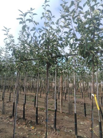 Malus d. 'Jonagold' (laat) 6-8 Hoogstam wortelgoed onder vered.