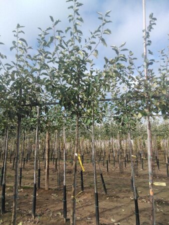 Malus d. 'Jonagold' (laat) 8-10 Hoogstam wortelgoed onder vered.