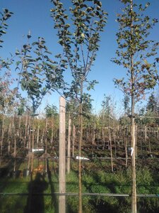 Malus d. 'Kaiser Wilhelm' 10-12 Hoogstam BAG 3 X verplant