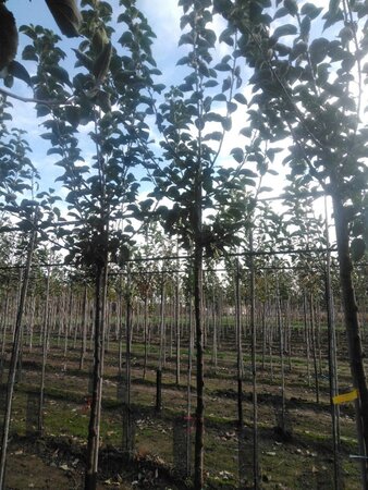 Malus d. 'Kaiser Wilhelm' 10-12 Hoogstam wortelgoed onder vered.