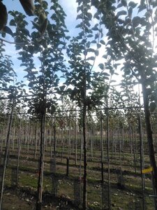 Malus d. 'Kaiser Wilhelm' 10-12 Hoogstam wortelgoed onder vered.