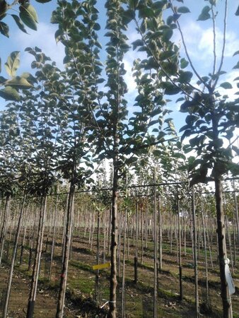 Malus d. 'Kaiser Wilhelm' 12-14 Hoogstam wortelgoed 2 X verplant onder vered.