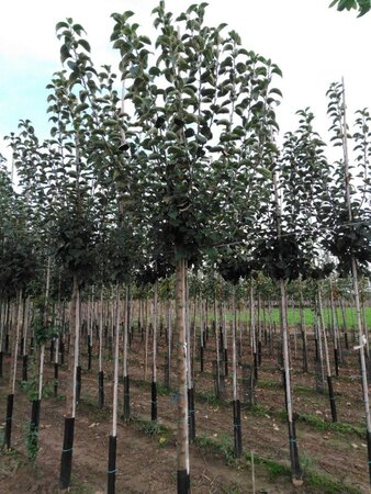 Malus d. 'Kaiser Wilhelm' 14-16 Hoogstam wortelgoed 3 X verplant