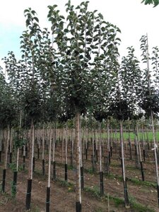 Malus d. 'Kaiser Wilhelm' 14-16 Hoogstam wortelgoed 3 X verplant