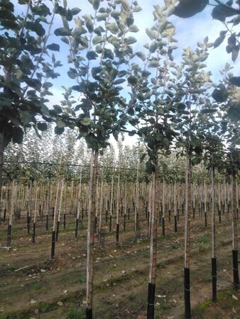 Malus d. 'Rode Boskoop' 10-12 Hoogstam wortelgoed onder vered.