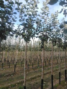 Malus d. 'Rode Boskoop' 10-12 Hoogstam wortelgoed onder vered.