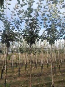 Malus d. 'Rode Boskoop' 12-14 Hoogstam wortelgoed 2 X verplant onder vered.