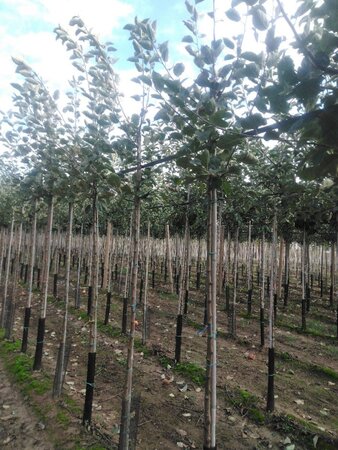 Malus d. 'Rode Boskoop' 6-8 Hoogstam wortelgoed onder vered.