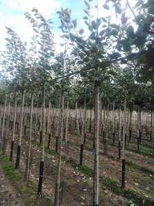 Malus d. 'Rode Boskoop' 6-8 Hoogstam wortelgoed onder vered.