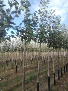 Malus d. 'Rode Boskoop' 8-10 Hoogstam wortelgoed onder vered.