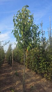 Magnolia kobus 14-16 cm draadkluit geveerd 3 X verplant