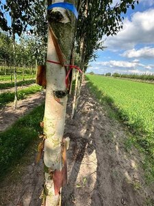 Betula albosin. 'Fascination' 14-16 Hoogstam draadkluit 3 X verplant - afbeelding 5