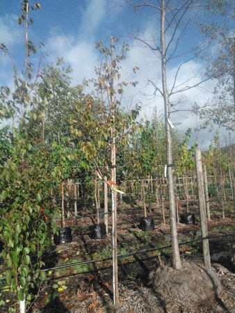 Betula albosin. 'Fascination' 14-16 Hoogstam draadkluit 3 X verplant - afbeelding 1